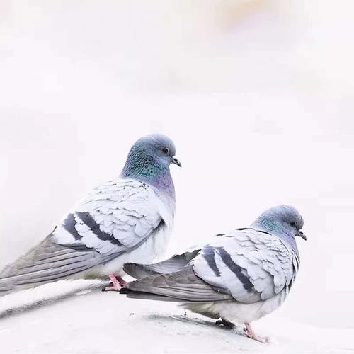 Голубиное лекарство многомерное масло печени для печени трески 500 мл.