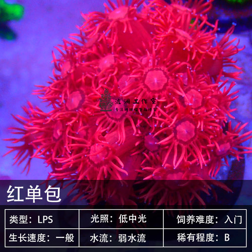 红单包绿宝石花日本单苞茉莉花彩单包珊瑚软体LPS海水鱼缸活体 - 图0