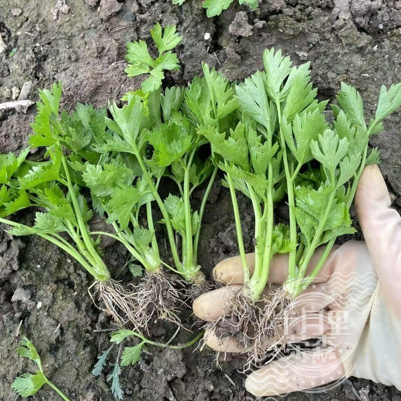寿光大肉皇后西芹苗大苗耐寒蔬菜苗秧苗芹菜根苗苗秧四季阳台大田,淘宝优惠券,粉丝福利购,淘宝优惠卷
