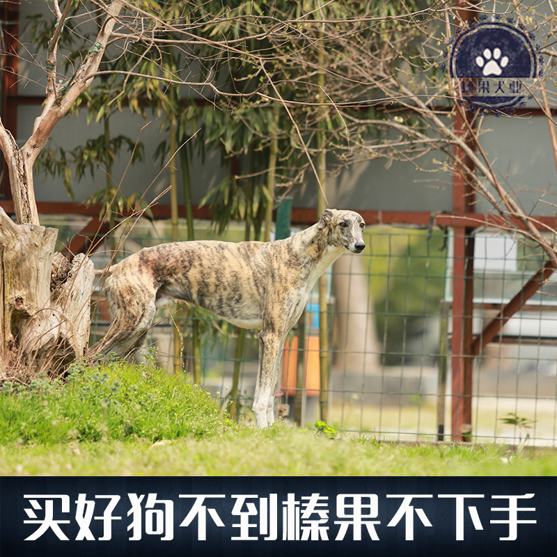 【榛果犬业】上海最大专业宠物养殖！种公灵缇 对外配种 - 图1