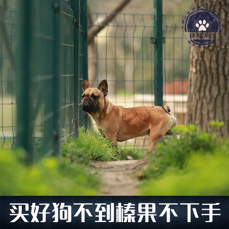 【榛果犬业】上海最大专业宠物养殖！种公法斗牛犬 对外配种 - 图2