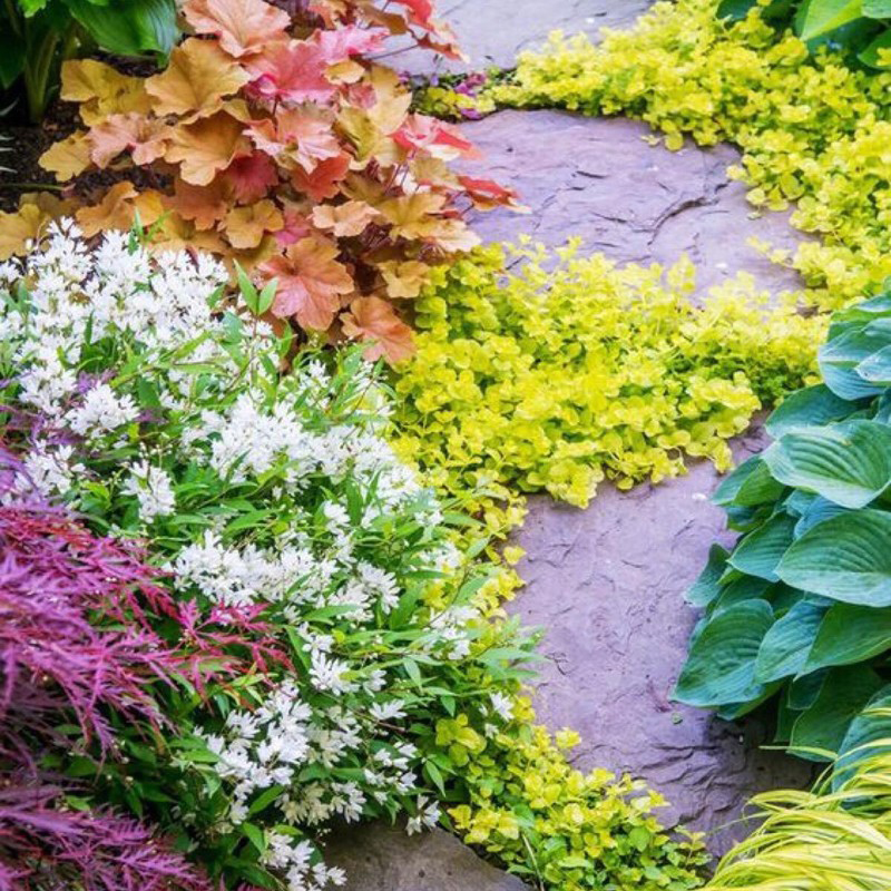 【多花溲疏】冰生雪球草莓田雪樱花多年生耐寒耐热花卉花量大好养 - 图0