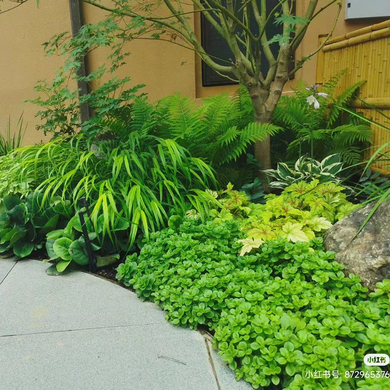 庭院室内耐寒喜阴大型蕨类植物造景绿植盆栽肾蕨针毛荚果蕨彩虹蕨 - 图2