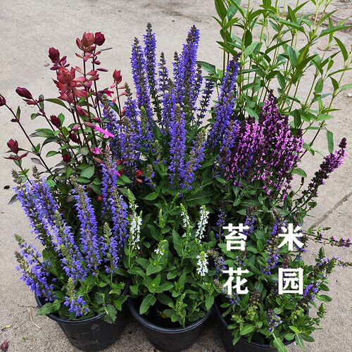 蓝花林荫鼠尾草盆栽阳台庭院花镜植物搭配天蓝墨西哥萨利芳薰衣草 - 图2