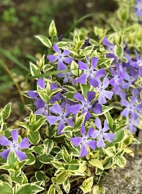 花叶蔓长春花盆栽 常春藤垂吊地被 阳台庭院耐阴耐寒净化空气植物