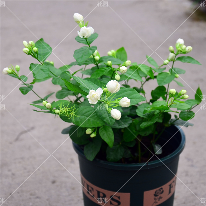 重瓣茉莉花盆栽苗香水茉莉双色茉莉阳台庭院四季开花好养易活植物-图2