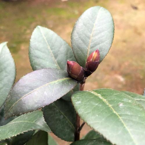 红叶贝拉稀有茶花品种树苗嫁接盆栽庭院名贵精品进口阳台花卉植物 - 图1