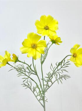 Its a Nordic stylish little Persian daisy, and its a fake