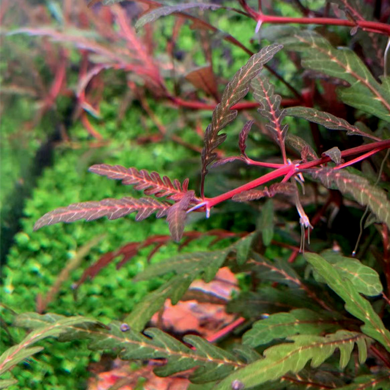 亚马逊水景 水草羽裂草/水蓑衣草坨草 可与石景搭配 热带雨林景 - 图0