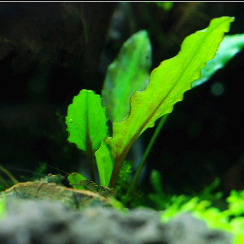 水下叶鱼缸水草绿温蒂椒草Cryptocoryne wendtii (Green form) - 图0