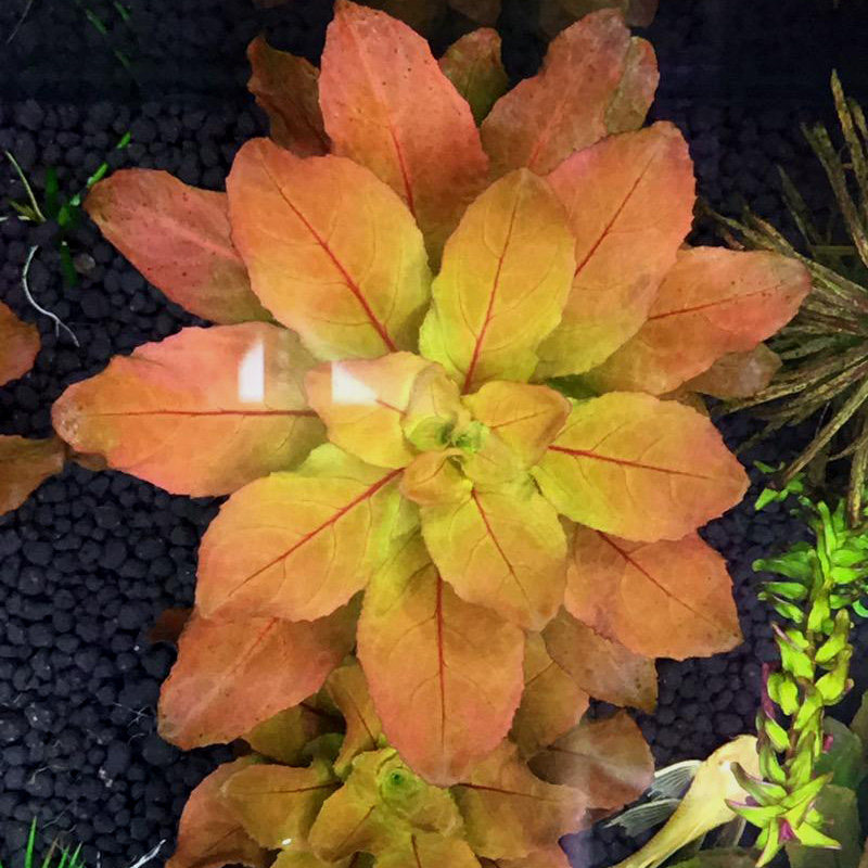 稀有品种草缸中前景真水草北美丁香水中叶鱼缸造景活体虾缸造景,淘宝优惠券,粉丝福利购,淘宝优惠卷