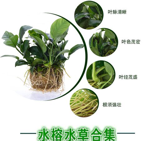 迷你溪流缸原生缸小水榕黄金榕 迷你水榕 大巴榕 燕尾榕 水草合集 - 图1