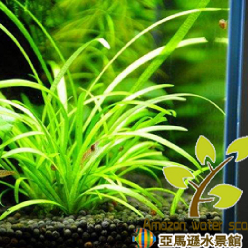 鱼缸造景活体水草迷你水兰小水兰前景懒人易活溪流缸原生缸造景_虎窝淘