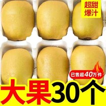 Sichuan Yellow Heart Chic Exotic Fruits 5 Catchy Kiwi Fruit Fresh Pregnant Woman Fruit Macaque Peach Mud Monkey Peach