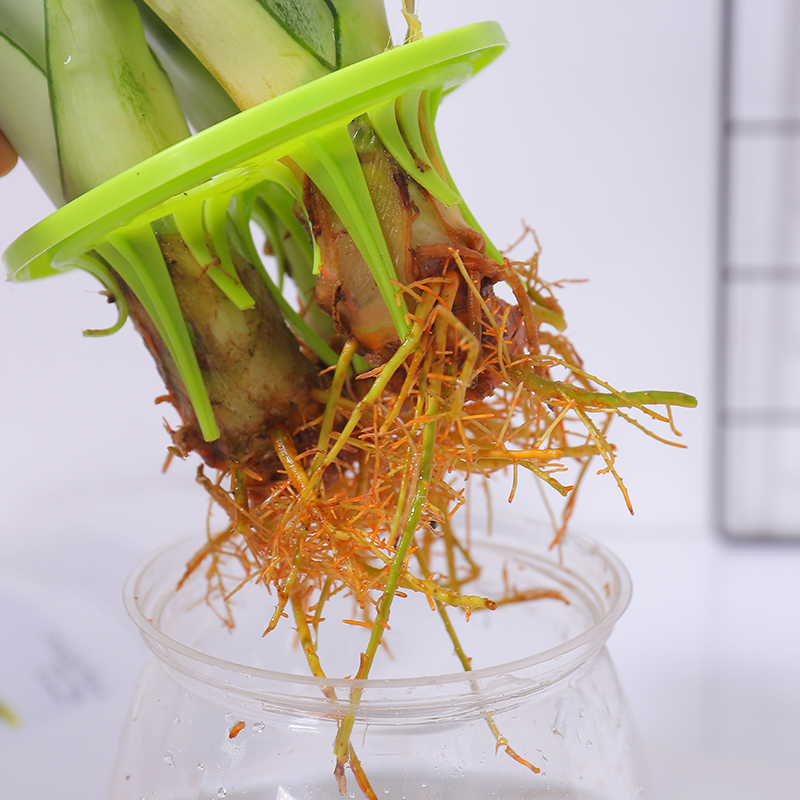 金边虎皮兰植物室内大型吸甲醛绿植小盆栽花卉虎尾兰裸苗多肉植物 - 图3