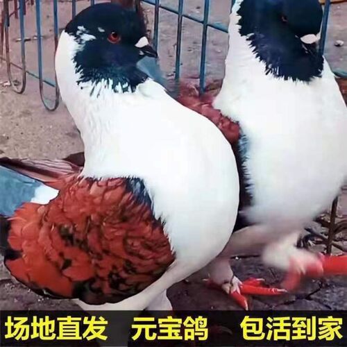 鸽子活一对活物元宝鸽子巨型特大种鸽青年正宗大体纯种观赏鸽肉鸽 - 图2