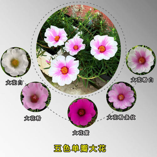 太阳花单瓣大花枝条带花苞花苗标色阳台耐热四季盆栽绿植宿根花卉 - 图2