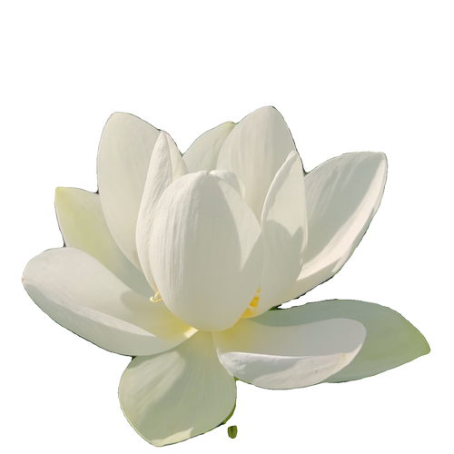 白玉莲观赏盆栽荷花种苗碗莲种藕苗子根室内阳台庭院鱼池净化空气 - 图3