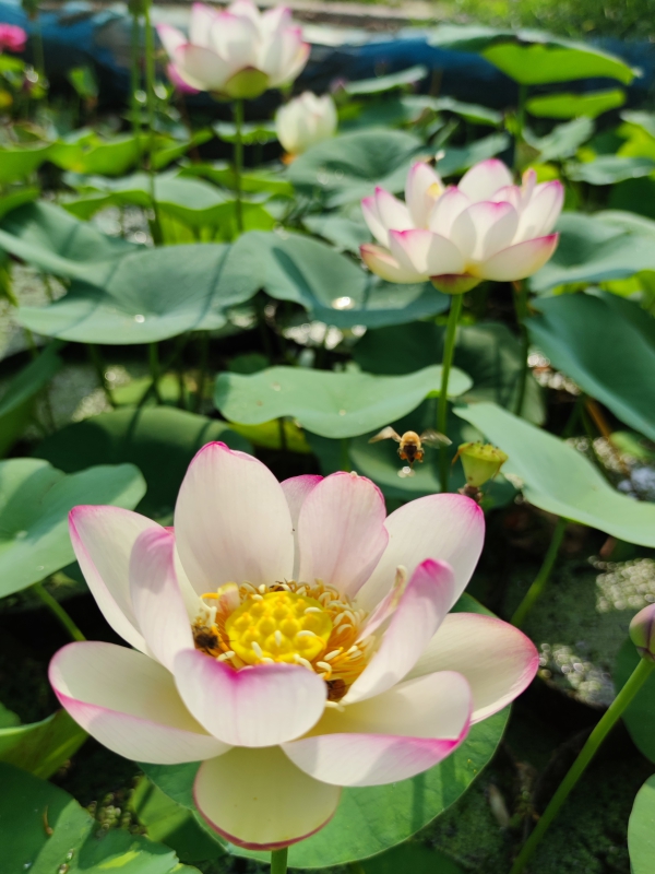 彩云翔 大型盆栽荷花碗莲种藕苗子阳台庭院鱼池水生植物净化空气 - 图1