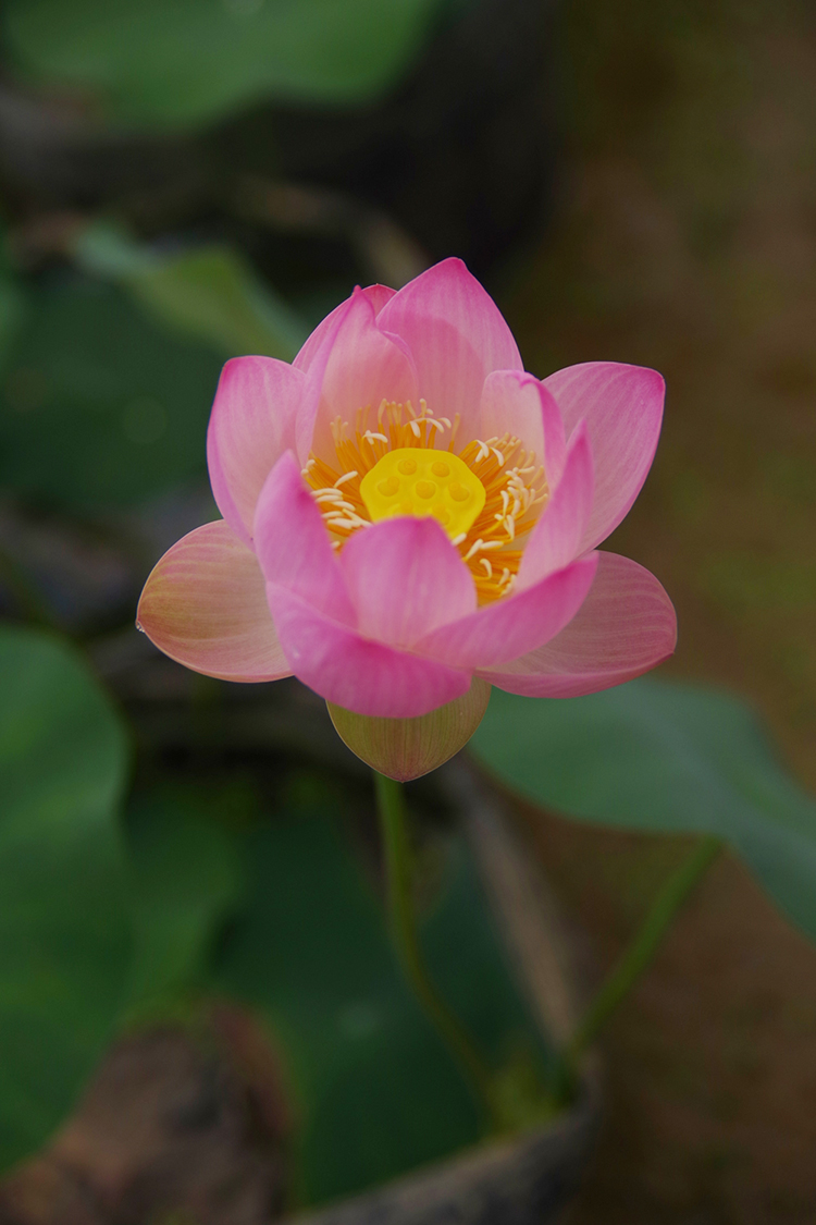 粉妆1号 中小型碗莲种藕苗子盆栽荷花苗阳台庭院鱼池植物四季 - 图1