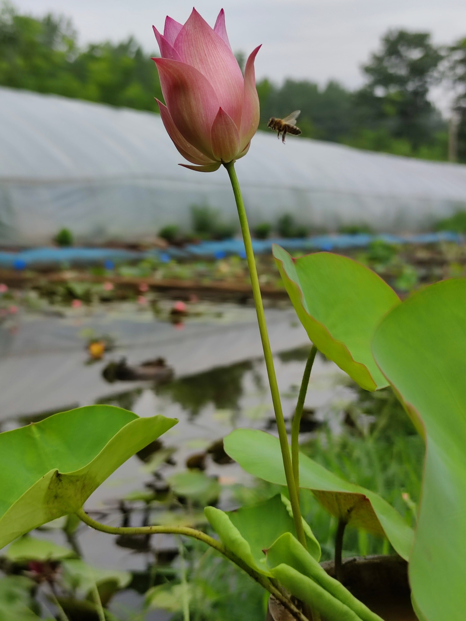 纤裙微型碗莲种藕苗子盆栽荷花苗室内阳台庭院水生花卉净化空气-图1