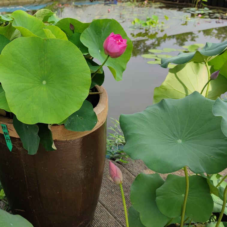 粉牡丹重瓣碗莲种藕苗子大型盆栽荷花苗室内阳台庭院鱼池四季开花-图1