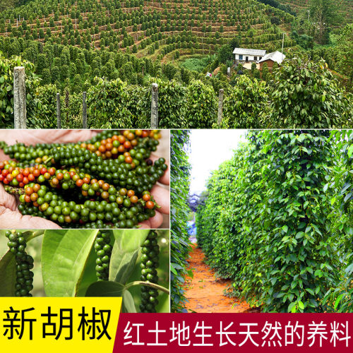 海南特产白胡椒粒500g白胡椒子调料香料正品官方旗舰店可打胡椒粉 - 图2
