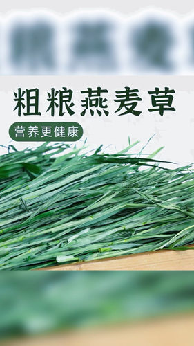 26年烘干无穗燕麦草段兔子专用干草纤维荷兰猪龙猫豚鼠兔粮干草 - 图2