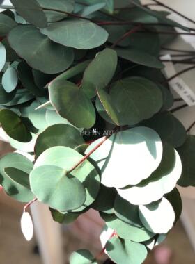 ins手感尤加利枝条花瓶仿真植物