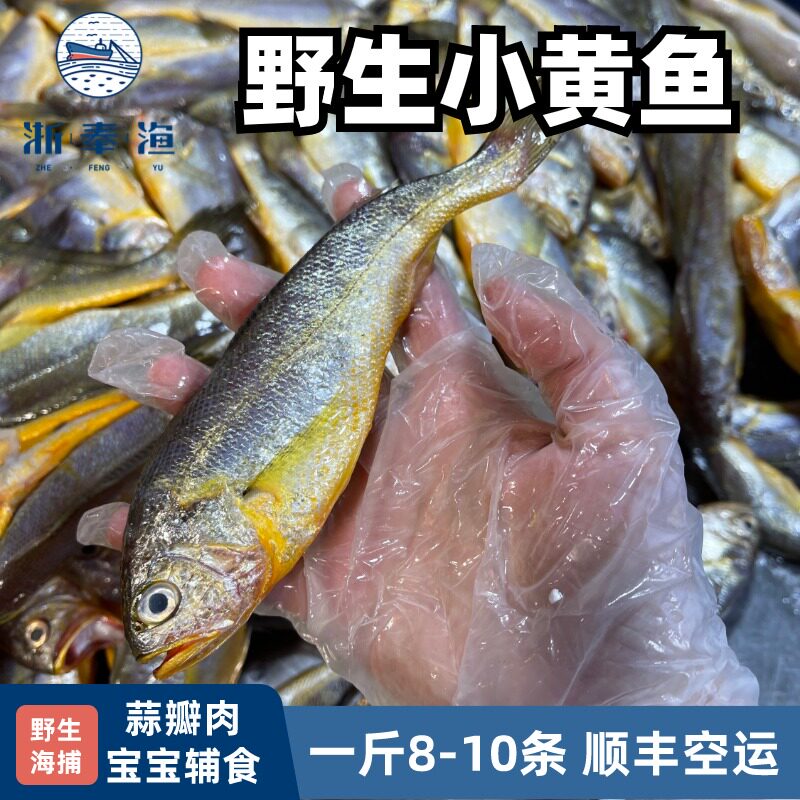 浙奉渔野生大黄鱼小条舟山野生小黄鱼新鲜海捕黄花鱼深海冰鲜新鲜,淘宝优惠券,粉丝福利购,淘宝优惠卷