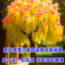 Patio resistant to cold and high temperature resistant famous scenery trees ball Lantrees Miao ball Snowland Town mansion Planted Potted Terrace