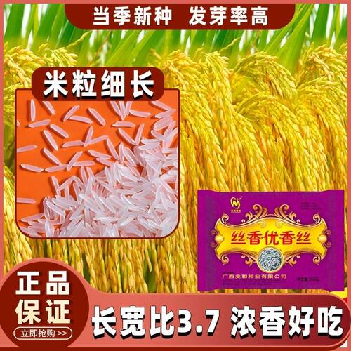 国审一级丝苗米种子 丝香优香丝 口感软香产量高优质稻谷长粒香米 - 图2