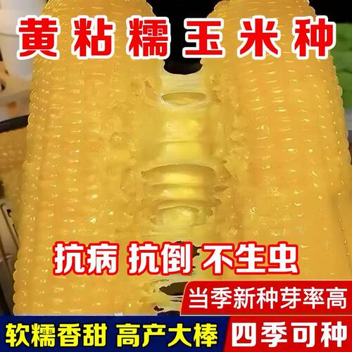 原装黄糯玉米种子农科院新品种非转基因大棒粘玉米杂交大田专用种 - 图3