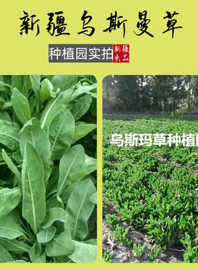 新疆乌斯曼草鲜榨草汁眉毛发际线滋养液乌斯玛营养液眉毛滋养液