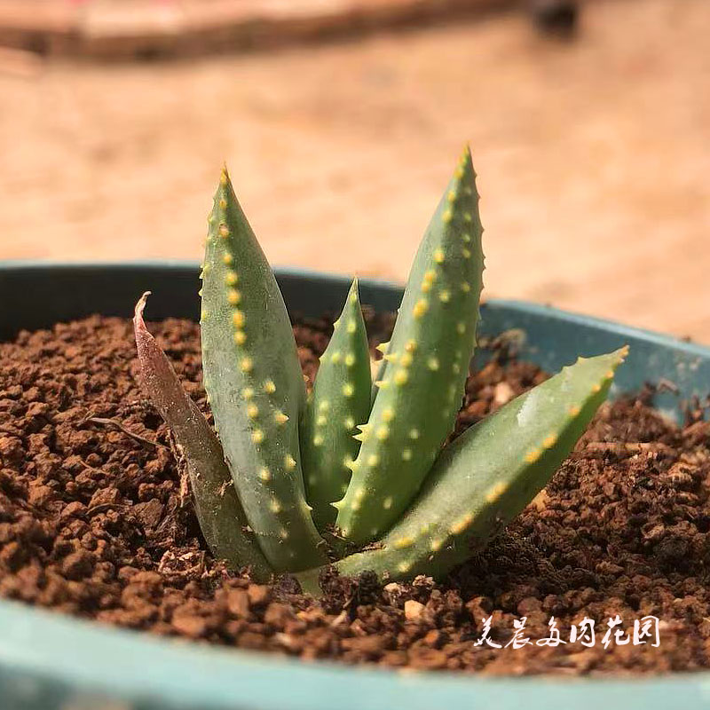 多肉植物二岐芦荟苗可以长成大树花卉绿植盆栽创意生活新手套餐 - 图3