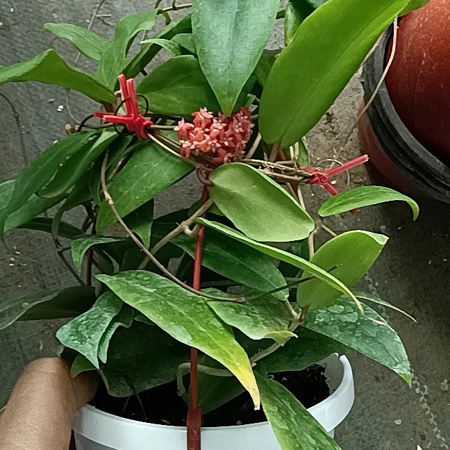 室内攀爬绿植阳台花卉火红球兰Hoya ilagiorum大苗球兰当年开花-图1