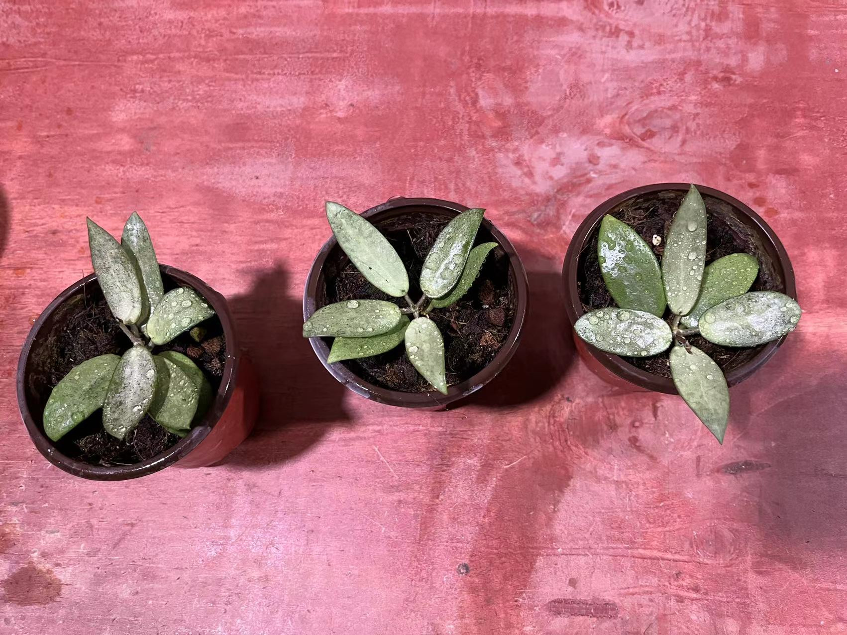 hoya silver lady dy玉女球兰小苗高斑球兰美叶品种-图3