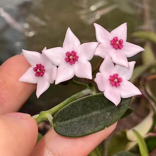 红明园艺球兰直播间一物一拍  垂钓攀岩花园阳台植物 - 图3
