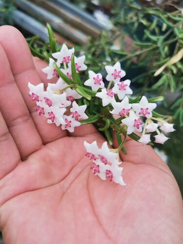 恩格勒球兰 (Hoya Engleriana)进口越南种可爱明亮小叶片耐热耐寒 - 图2