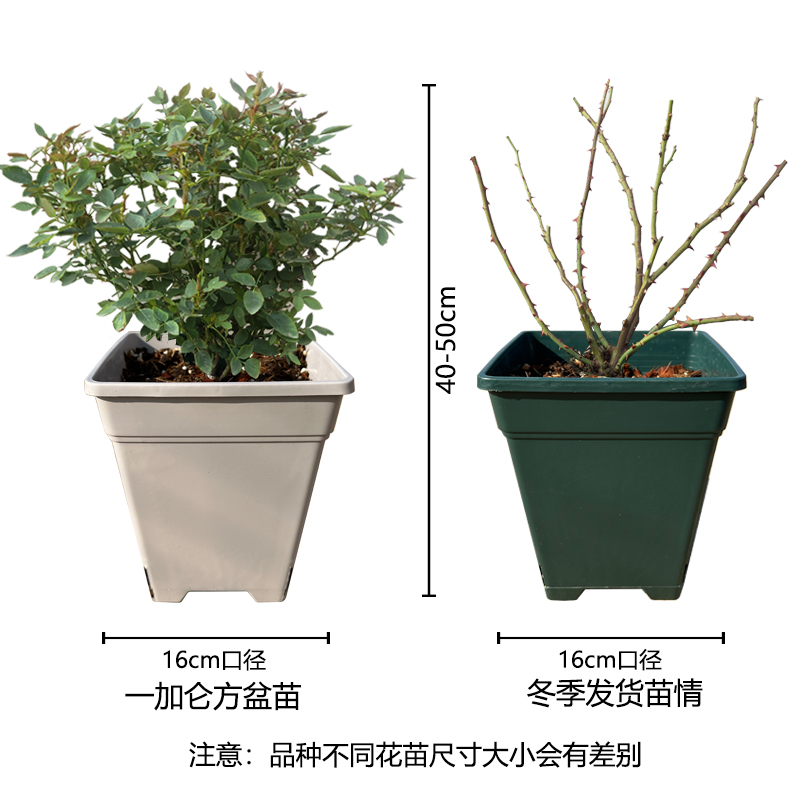 老花痴 拉贝尔/闪亮精灵  新品大花月季花苗庭院绿植花卉庭院月季 - 图3