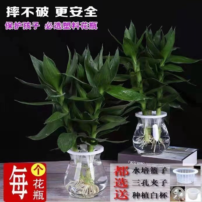 水培观音竹富贵竹竹子专用三孔夹子种植篮透明塑料水培花瓶,淘宝优惠券,粉丝福利购,淘宝优惠卷