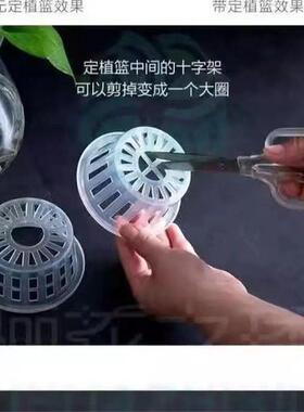 高透明塑料四季水培大蒜红薯郁金香富贵竹铜钱草客厅阳台办公器皿