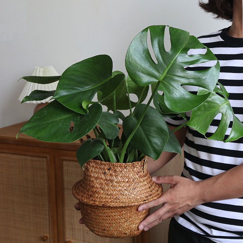 北京发货 北欧风观叶植物 除甲醛 龟背竹好养耐阴绿植都龟裂 - 图0