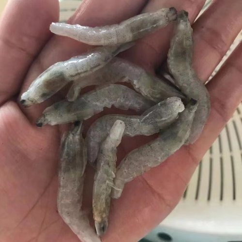 喂鱼冻虾龙鱼饲料专用鱼食河虾鱼食金龙鱼鱼食淡水虾冰冻冷冻 - 图1