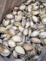 Dalian pure abalone meat goes to the shell and goes to the viscera 500 gr for about 22 heads