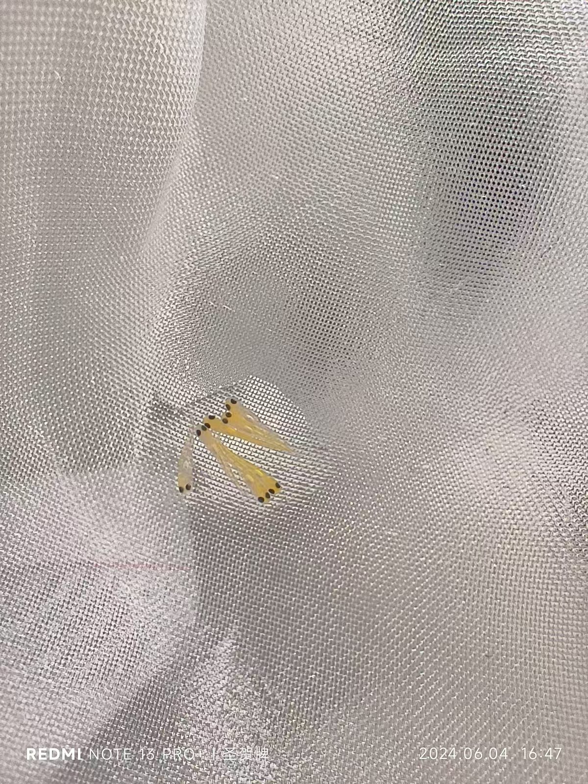 定做圆形养殖网箱浮动式隔离加厚100目水花产卵育苗锦鲤观赏鱼网,淘宝优惠券,粉丝福利购,淘宝优惠卷