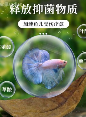 泰国斗鱼适用榄仁叶酸碱度调节养
