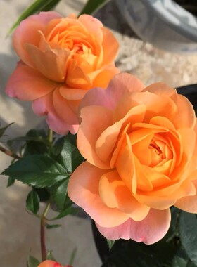 果汁阳台花苗带花苞花卉观花绿植物室内外盆栽浓香大花玫瑰月季苗