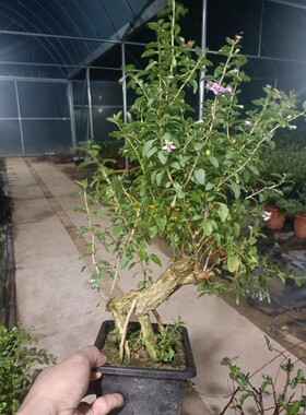 宁夏红枸杞树苗提根老桩盆栽盆景阳台庭院植物非常容易四季好养苗