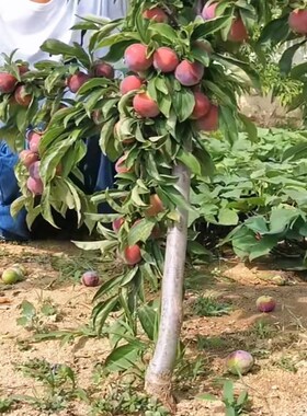 嫁接青脆李子树苗蜂蜜李果苗正宗南北方种植早熟特大李子苗盆地栽